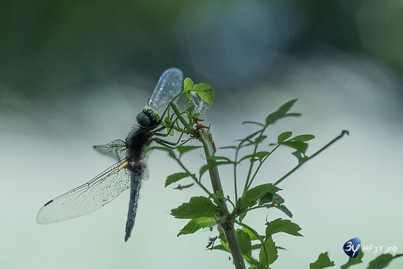 20220525-Marais-Périgny-libellules-Z07_2617