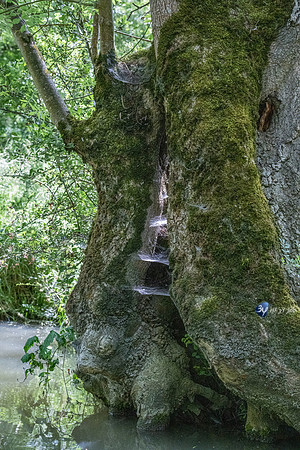 20220521-Marais Poitevin -Arcais -Z07_2489